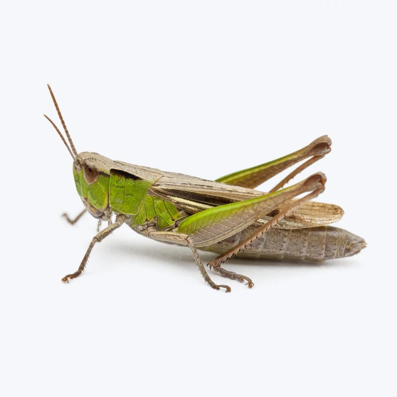 Reptile