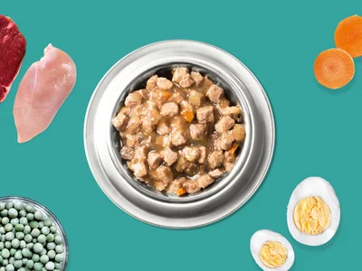 Dog vitamins for optimal canine health